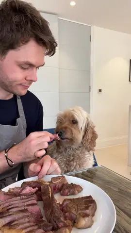 Steak for the birthday boy  #dogs #dogsoftiktok #steak #food #dogtok #cutedog #harrisonwebb #cooking #dinner 