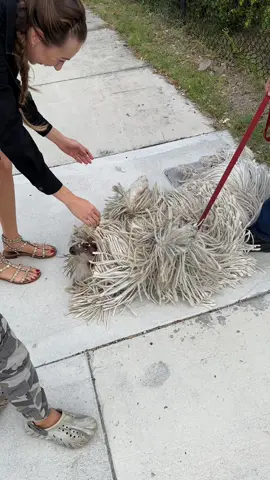 Ah, the Komondor, or as it is properly called, 