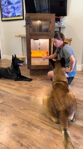 Dogs Help With DIY Project #smartdog #dogmom #dogfun 