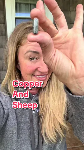 Replying to @AnW mini farm copper and Sheep and the barber pole worm #barberpoleworm #woollyranch #sheep #sheepfarmer #copperandsheep 