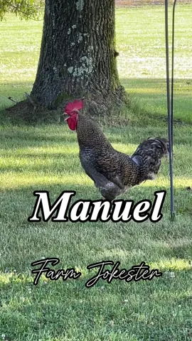 Manuel, Manny, Oh Manuel!!! OA: @borariechorar  #manuel #manny #rooster #chickens #chickensofinstagram #comedy #geese #goose #geeseofinstagram #dadjokes #funnyanimals #featheryfinetime #motherclucker #farmjokester #nameyellingchicken