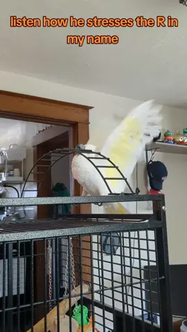 Furby's Thursday #furbythebirb #furby #bird #birb #birdtok #parrot #beautifulbirds #parrots #birdvideos #cutebirds #parrotsoftiktok #umbrellacockatoo #cockatoos #cockatoo #cockatoosoftiktok #talkingbird #cutebirdvideos #exoticpet #fyp #birdsoftiktok #mypetparrot 