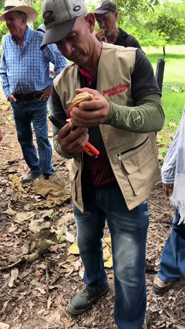 ¿Conoces de dónde viene el #chocolate?🍫 ¡Sorpresa! viene de un fruto que al destaparlo su grano es color blanco el #cacao 😮 ATENTOS👇🏻 Cada fruto contiene alrededor de cuarenta semillas, que son los auténticos granos de cacao, con un peso aproximado de 1 gramo cada uno. Los granos son #blancos en el momento de la cosecha, cuando se recolectan con la pulpa del fruto y se cubren. Después, la pulpa se calienta y comienza a fermentar. Durante la #fermentación, aparece un aroma característico, al mismo tiempo que el grano adquiere un color marrón oscuro. Tras la fermentación, los granos se secan, preferiblemente al sol. Este es, y seguirá siendo, el mejor método. Una vez estén secos, los granos se echan en sacos y se llevan al puerto para su envío. #cacaoteros #cacaoteroscolombianos #chocolatina #suiza #chocolatezurich #chocolateswitzerland #switzerland