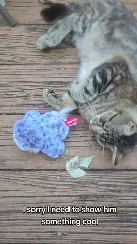 @Potaroma Pets Thank you for another amazing cat toy! I wished we had one for each stray cat of our sanctuary! And the ability to recharge! UNHEARD OF for me, I've never seen a cat toy that charged like a phone before! that's awesome!! #sandpaper #tiktokshop #ttshop #tiktokshopbacktoschool #straycatlady #diycatsanctuary #patiencet50 #fyf #fypage #toddlermom #sahmsoftiktok #momofboth💙💗 #cattoy #potaroma 