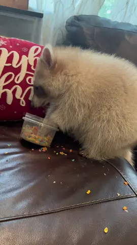 As promised, here’s some raccoon ASMR. 😂 He’s so messy, he’s not even really eating it.. I think he just likes the crunching sound as much as we do. 😂😂 I’ll do a longer ASMR video of him making smacking noises eating his grapes for the next one for you guys. I’ll make sure to not breathe so loudly on the next one too! 🤣 Sorry! #raccoon #raccoons #trashpanda #raccoonsoftiktok #raccoonsoftiktok🦝 #animalsoftiktok #exoticpetsoftiktok #pet #blonde #cinnamon #fyp #cute #funny #bento #bentobox #benny #mapache #asmr #crunching 