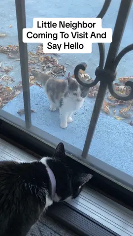 Cute little calico kitten coming over to say hello this morning. She is my cute little neighbor who always likes to pop over to hang out with us. #cat #catsvideo #catstagram #catsoftiktok #catslove #catsofinstagram #catvideo #cattok #cattiktok #calico #goodmorning #morning #calmness #kitten #kittensoftiktok #kittentok #kittenlove #cute #usa #garden #august #fall #autumn #foryou #foryoupage #tiktok #fy #fypage #fypシ゚viral #fyppppppppppppppppppppppp #fypp #fyy 