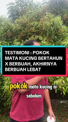 Pokok mata kucing dari x berbuah terus lebat berbuah .. dgn penggunaan baja sebatian siam