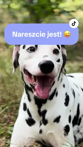 Nareszcie jest!! ♥️ Piąteeek 😜😜 #dalmatyńczyk #pieskie_życie #kocham #weekend #piatek 