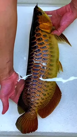 Cá Rồng dòng này tên gì nhỉ các Anh Em, Anh em nào biết bình luận giúp mình nha #fish #monsterfish #arowana #arowanafish #cá #cacanh #cakieng #casanmoi #kenhconca #carong 