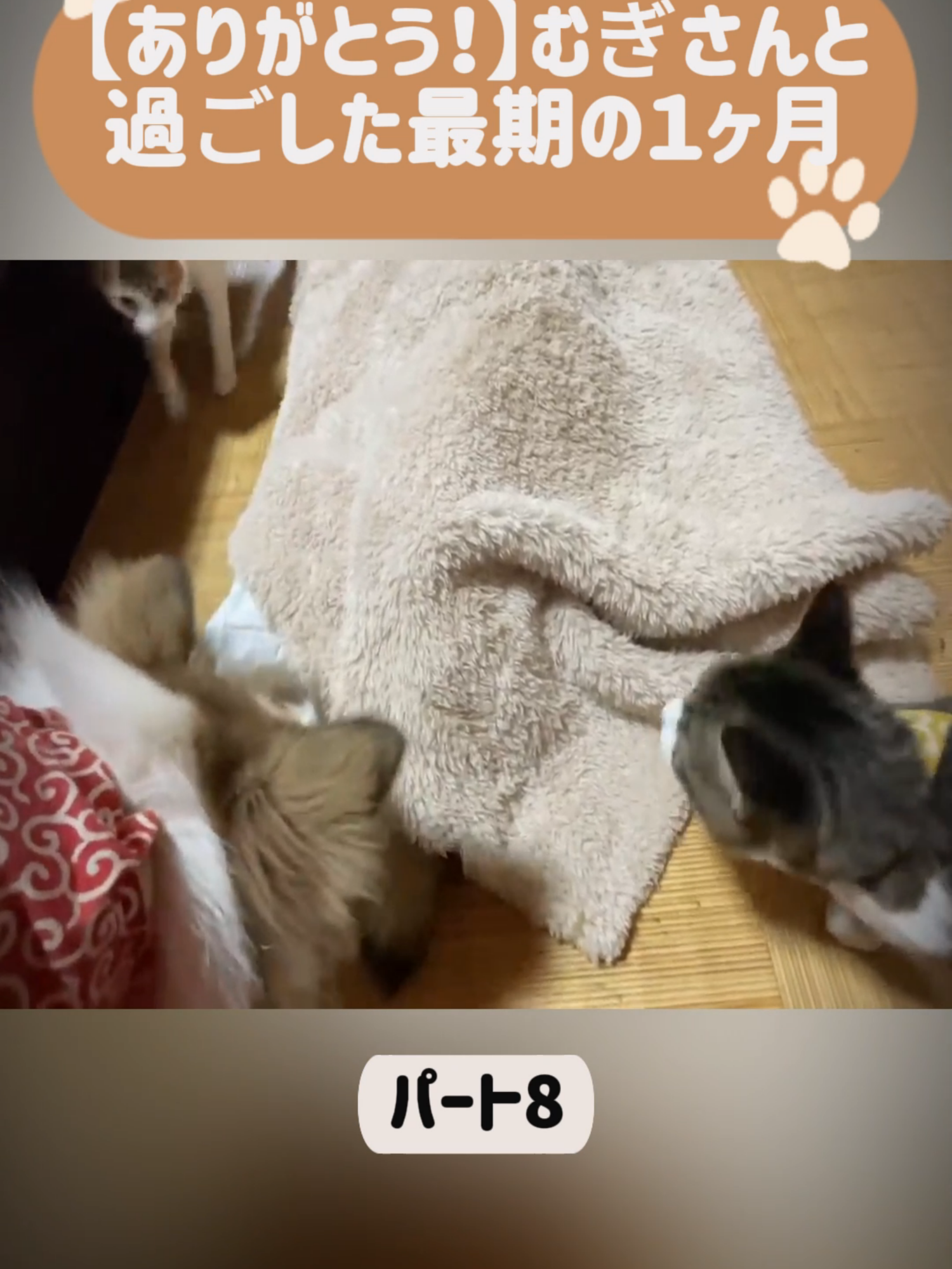 【ありがとう！】むぎさんと過ごした最期の１ヶ月-パート8 #dog #doglovers #fyp #foryou #viral