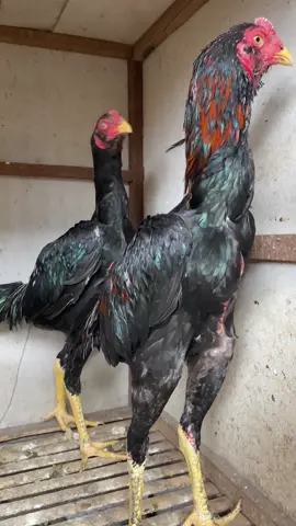 Masih 4bulanan  #UcookJR #bangkokindonesia #ayambangkok #ayambangkoksuper #lockbrakot #fullbrakot #campion #bolangngapakpurbalingga #pakhoy #pakhoyfullbrakot #khoytrad #farm #peternakmuda #ayamlokal 