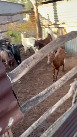 Pure Nguni Goats Breeding. #umngeni_genetics #IVG #SAMA28 #goats🐐 #agricultural #maskandi #may 