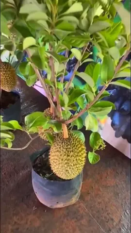 Viral tanaman ini berbuah durian | buah duren | apakah ini benar? #fyp #trending #viral #reels #shorts #vod #fbpro #facebookpro #pemula #pertanian #agriculture #farming #perkebunan #kebun #gardening #garden #harvesting #durian #duren #fruit #fruits 