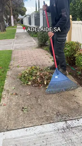 You know the drill 🍃🍂🍁 Service with a Smile 😃 #LeafCleanup #AutumnLeaves #FallCleanup #GardenWork #OutdoorChores #LeafRemoval #YardWork #AutumnVibes #NatureLovers #FallSeason #GardeningLife #LeafPile #CleanUpCrew #HomeMaintenance #GreenThumb #SeasonalChores #LeafRaking #NatureCleanup #GardenMaintenance #OutdoorLiving #FallCleanup2024 #Landscaping #LeafSeason #EcoFriendly #AutumnGarden #CleanYard #FallingLeaves #adelaide #frankthelawnmowerman #southaustralia 