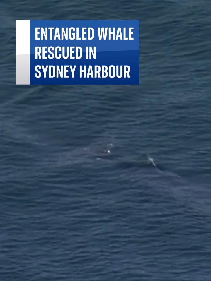 A #whale was rescued after becoming entangled in ropes in #SydneyHarbour. 🐋 According to local media the whale was first seen in the waters between #ManlyBeach and #CampCove on Thursday. #skynews