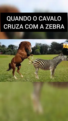 QUANDO O CAVALO CRUZA COM A ZEBRA #vidanaroça #globorural #vidanocampo #agro #vivaoagro #curiosidade #zebra #cavalo #hibrido #zorse 