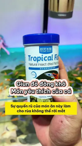 Giun đỏ đông khô - Thực phẩm yêu thích của cá và rùa mà bạn không thể bỏ qua! #methuysinh #aquarium #fish #fyp