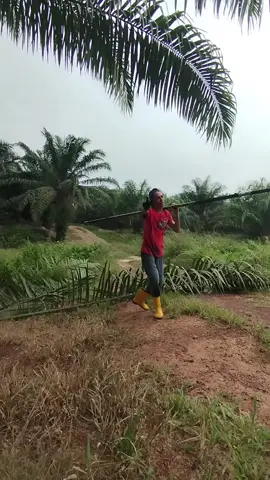 ada saja kelakuan si kurus #perjalananhidup #anakrantau #kulisawitmalaysia🌴🇲🇾🇮🇩 