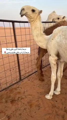 من بنات الامير♥️♥️.#الابل_عطايا_الله_عشاق_البداوة_🐪😍 #المزاين 