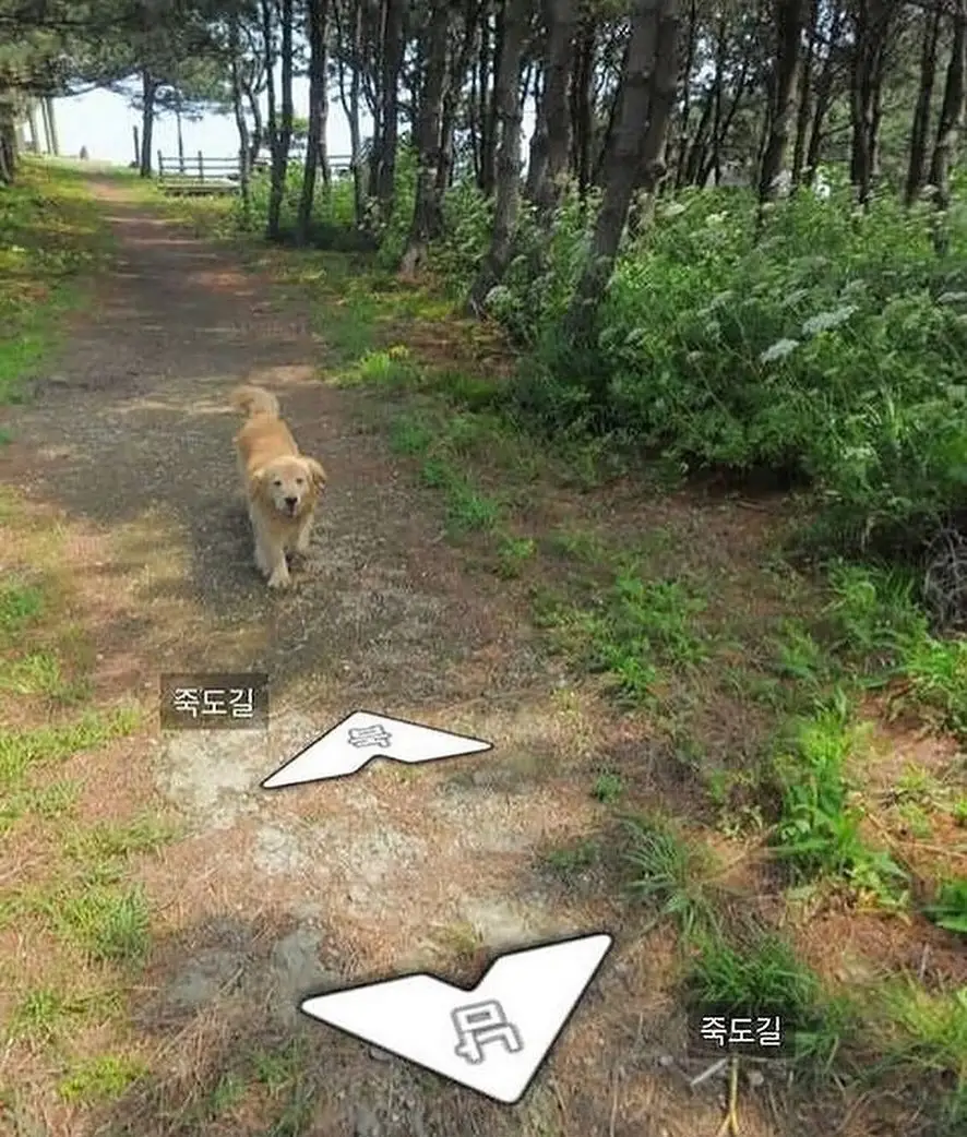 This dog was documented chasing a 'Kakao Maps' street view camera around a small South Korean island, it is featured in more than 1000 images of the island.