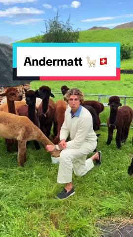 Mornings in Andermatt 🦙🇨🇭 #GstaadGuy #Andermatt #Switzerland 