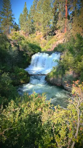 A hidden waterfall surrounded by rugged lava rocks and towering Ponderosa pines, where nature’s raw beauty and tranquility come together in a secluded paradise 😍 #nature #Outdoors #cinematic #calm #waterfall 