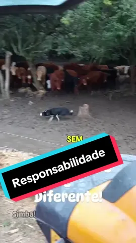 Tem que ter responsabilidade o cão na hora do servico… Creditos: bordercolliesouza @Marcio Souza  . . . . . . . #bordercollie #responsabilidade #pecuariabrasil🇧🇷🐂🐂🐂🐂 
