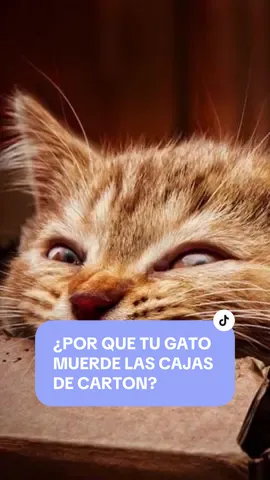Te contamos porque a tu gato le gusta morder las cajas de carton 📦 #gatos #cajasdecarton #michis #mascotas #ourpets #tiendaparamascotas #tlaxcalacentro #tlaxcala #somostlaxcala 