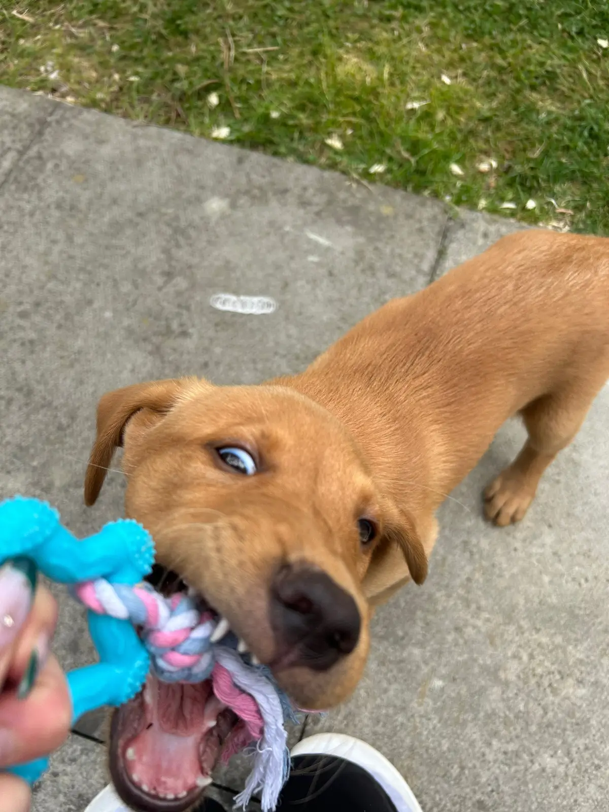 #foxredlabrador #foxredlab #labrador #labradorpuppy #puppylove #puppy #cute 