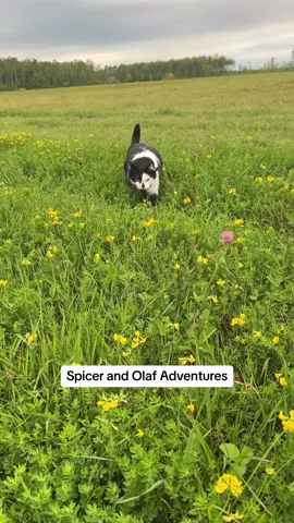 The grass was a little wet so no Pumpkin in this one. Last time I took her out in the wet grass she flopped over and hissed like she’d been deeply wronged. Spicer is obsessed with the hay bale stack. Probably will be in a lot of videos 😝  #cat #cats #cattok #tuxedocat #funnycats #kittycat #zoomies #catwalk #catlover #funnycat #catsoftiktok 