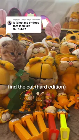 Replying to @Zany Andy also whats garfield #kitten #fyppppppppppppppppppppppp #garfield #catsoftiktok #impossible #fypシ゚viral 