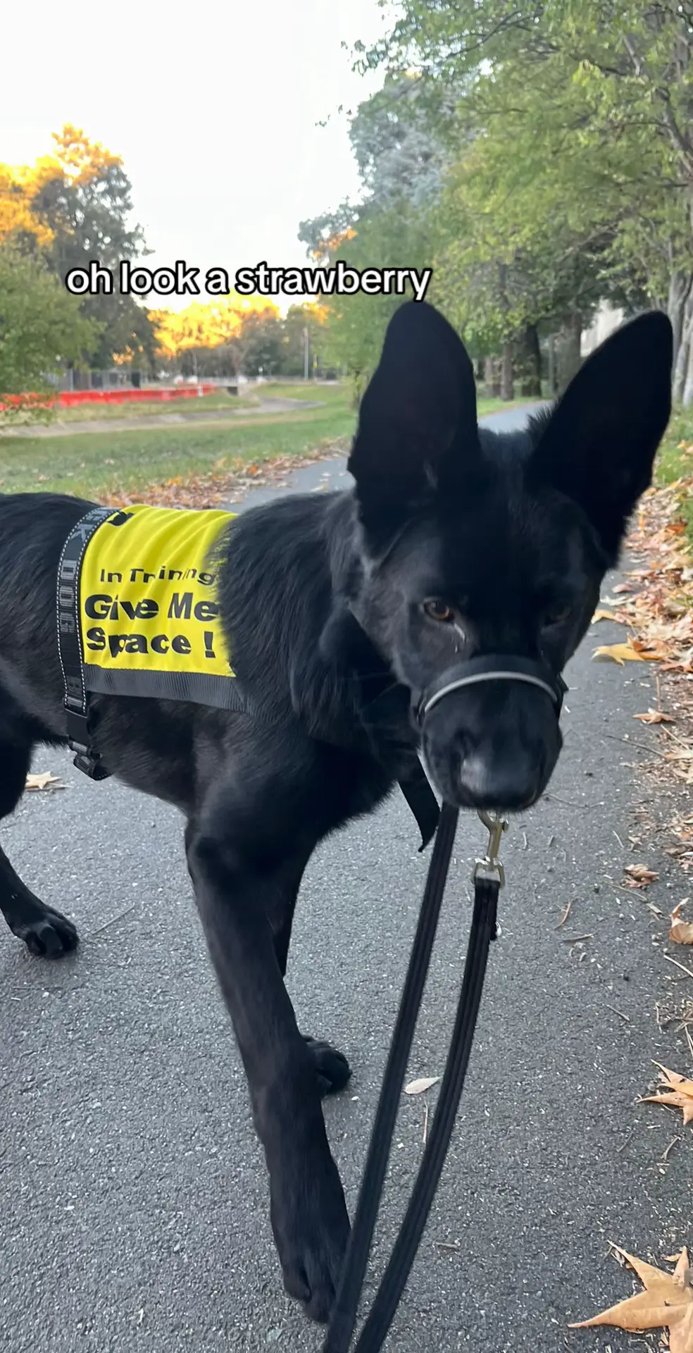 #germanshepherd #teenagepuppy #blackgermanshepherd #blackshepherd  