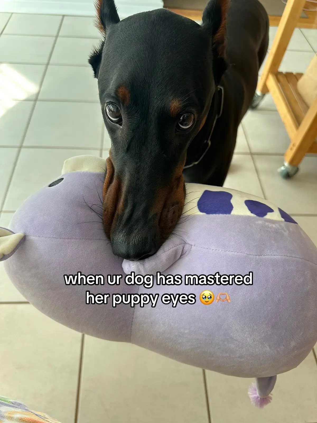 its how she gets away with theft #doberman #dobermanpinscher #dogsoftiktok #dobermanpuppy #dobermans_of_tiktok 