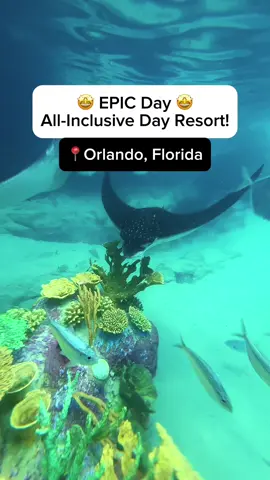 All-Inclusive Details in Captions! An EPIC day at @Discovery Cove in Orlando, Florida!  Discovery Cove is an all inclusive resort-that’s right! Beer, wine, breakfast, snacks, lunch, pizza bar, slushies, coffee and tea, you name it and it’s included in the price of entry! Also included is swimming and snorkeling in the Grand Reef (they give you mask and snorkel and a wetsuit to use during your visit!  Don’t bother bringing your own sunscreen, because they have animal safe sunscreen stations throughout the park for you to use!  You can feed the birds in the aviary (go in the morning when they are hungry!) and float down the lazy river through a tropical oasis and waterfalls! If you want to upgrade your visit, you can add the dolphin swim (highly recommend!) I swam with Gala who is 16 years old and she was so fun! You can also get a private cabana with snacks, drinks, plenty of seating and cover for when you want to get away from the sun or rain in your own private sanctuary.  There are also plenty of covered areas and umbrellas throughout the park.  The other thing I love about Discovery Cove is they limit the amount of guests, so it never feels crowded and there aren’t any lines.  Sounds like the perfect daycation to me! This is the only park in Orlando where you will actually feel relaxed and invigorated when you leave! #discoverycove #orlando #visitorlando #florida #visitkissimee #dolphins #familytravel #thingstodoinorlando #thingstodoinflorida #allinclusive #lovefl #orlandovacation #adventure #bucketlist #bluewater #discoverearth #earthfocus #floridacheck #floridavacation #getaway #hiddengems #optoutside #placestovisitinflorida #reels #roamflorida #daycation #takemoreadventures #visitflorida #welivetoexplore #weekendtrip #tiktoktravelcampaign #waterpark #swimwithdolphins #stingray #tropicalfish #funthingstodoinorlando #allinclusiveresort 