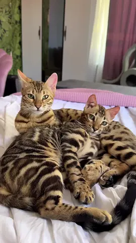Bengal kittens 🫠❤️🥰 Elite GrandGlow cattery ⚜️ * * * * * #bengalkittens #bengalkitty #bengalcat #bengals #bengallove #beautifulcats #aesthetic #bengalcattery #bengalbreeder #bengalworld #beauty #bengalkedisi #bengalkatt #bengalkatzen #gattobengala #bengalkucing #bengalnyc #bengalmiami #bengallosangeles #bengaleurope #bengalcatworld #bengalcatclub #bengallovers #bengalboston #bengaluk #bengalcanada #bengalsofinstagram #bengalcatsofinstagram 