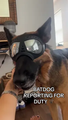 When your German Shepherd is ready to patrol the backyard… in full bark-a-vision! 🕶️🐕 #GogglesOnGuard #ShepherdStyle #PawPatrol #gsdoftiktok 