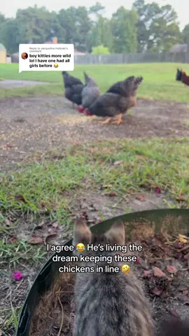 Replying to @Jacqueline Hylinski he is loving it here 😂😂 the chickens, not so much!! but i have faith they will be bff soon 🤪 #cats #catsoftiktok #crazycatlady #chickens #chickensoftiktok #foryou #fyp 