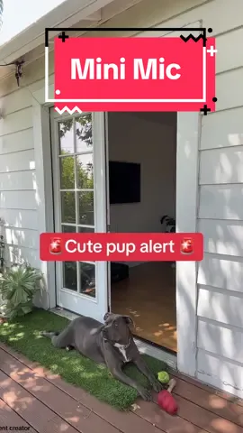 Cute dog alert      Content creator Mini mic #minimic #contentcreator #techobsessed 
