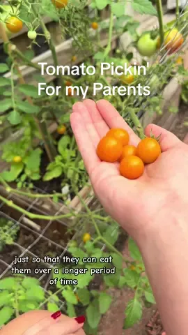 Picking some more tomatoes!! I wanted my parents to try them😊 Probably only a few more harvests for these guys😖 But out with the old in with the new !! Fall garden festivites coming soon😁🍂 #tomatoharvest #gardenharvest #gardentok #gardentiktok #zone9garden #growingfood #growingvegetables 