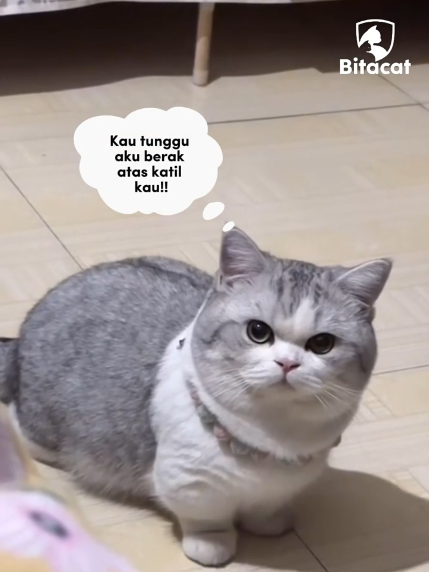 Nak bagi vitamin untuk kucing tak stress dah sekarang sebab kan dah ada multivitamin Bitacat ni, yang berbentuk kibbles tu 🐱 Yelah, senang je, just ambil 1 scoop dan campurkan dalam kibbles atau wetfood kucing korang je 😎 Dah tak payah nak paksa kucing korang makan lagi dah, diorang yang volunteer untuk makan sendiri tau 🥳