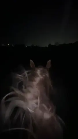 #خيول_اصيلة #فتح #الليل_والخيل 