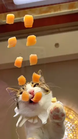 Happy meal, Cats muckbang  #muckbang #catsmuckbang #cateating #amsreating #catfeeding #satisfying #catsoftiktok #catvideo #rawfedcat #PetsOfTikTok #CutePetDebutPlan #Hamster #GoldenSyrianHamster #Cat #HealingCat #pet #pets #cute #funny #cat  #catsoftiktok #funnyvideos #lol #foryou #viral #fyp 