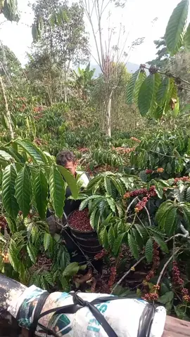 🙈 #ginjarsakti #petanimuda #kopista #kopirobustalampung #fypシ #fyp 