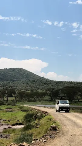 #CapCut  The best experience!! Also got to see the buffalo migration and some other animals but couldnt record it😢 #lakenakurunationalpark #lakenakuru #nakuru #wildlife #nakurulodge #animals #kenya 
