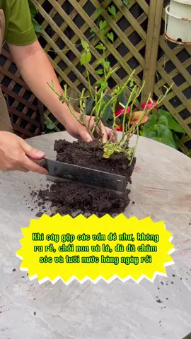 phục hồi cây sau khi hạn hán, ngập úng, đảo bầu, giúp cành giâm, cành chiết ra rễ, nảy mầm nhanh chóng. #phuchoicay #chamsoccay #trongcaytainha #trongcaysieude 