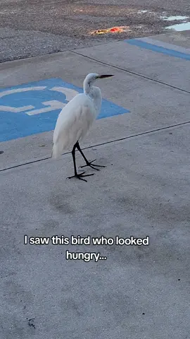 I took a wild guess to what this bird has been eating in the parkinglot so I hope he likes cheezits..... 