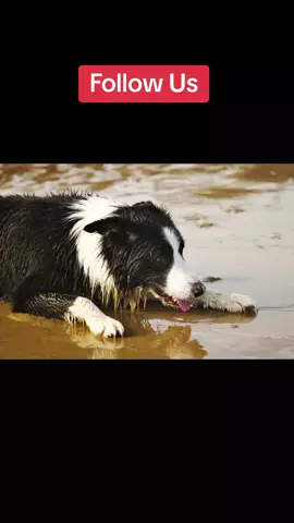 #level9fetch Promo! Get Excited!  #milothecollie5 #followme 