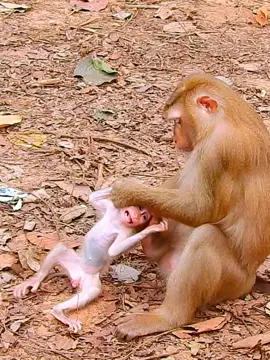 she is worse mom 😢😭 What a pity poor baby monkey Luno 🐒 😢  #funnymonkey #cuteanimals #animals #monkeydluffy #monkeyfight #funnyvideo 