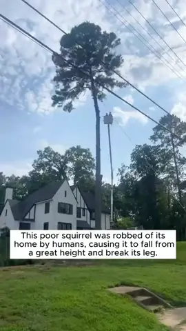 The Girl rescued and adopted homeless and injured squirrel🙏🙏🙏🙏🙏❤️❤️❤️❤️❤️#rescue #rescueanimals #animals #animalsoftiktok #squirrel #squirrelsoftiktok #fyp 