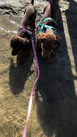 Frankie and Baileys first ever beach trip along with their friend Axel🫶🏼🐾🙌🏼🏖️ #miniaturedachshund #dachshund #dachshundpuppy #puppy #beachtrip #beach #beachday #beachvibes #bringonsummer #dog #firstbeachtrip #frankieandbailey #fyp 